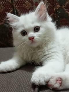Cute Persian White female kitten