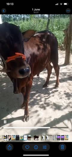 cow | desi cow | گاے | Cow | Bachri | Bhains | Gaee