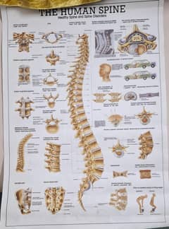 Medical