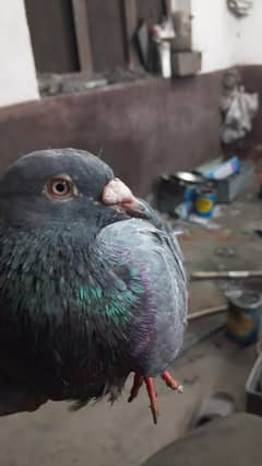 black tamger full parvzi barider