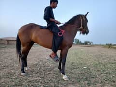 female Horse / گھوڑی / Ghori / pure Desi Horse For Sale