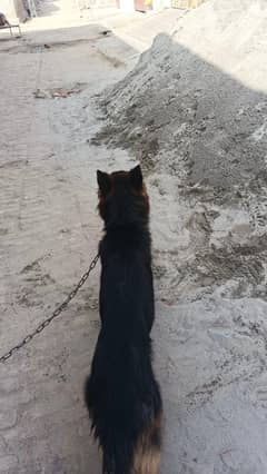 ya dog famly dog h male h age 1 year h