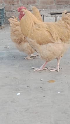 heavy buff