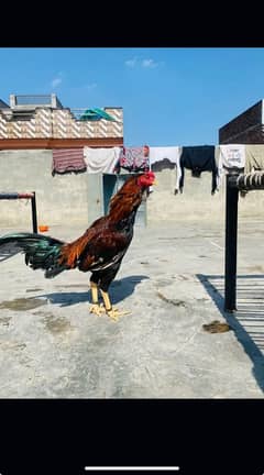 Desi hen