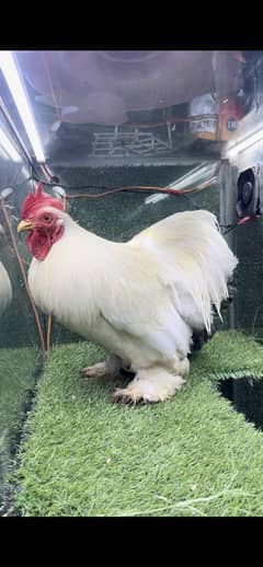 Bantam