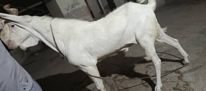 Gulabi male