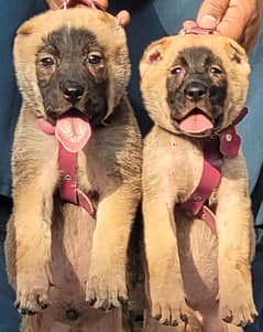 Turkish kangal |Turkish kangal puppy | Turkish kangal dog for sale