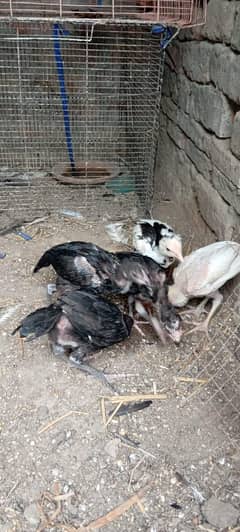 aseel chicks avalibal