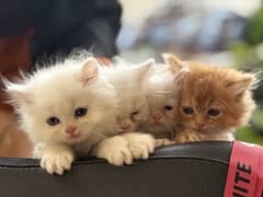 persian kitten