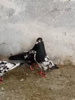 kabootar