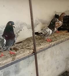 kabootar