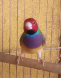 Lady. Goldian and mix finches