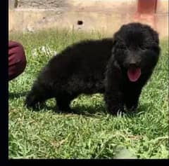 Black German Shepherd Pair / German Shepherd Long Coat Puppies
