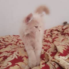golden kittens