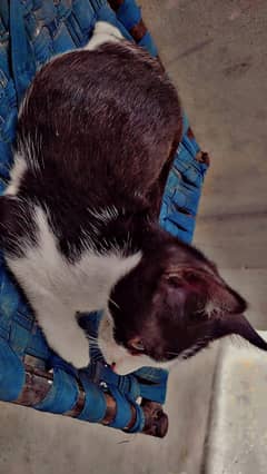 black and brown color kitten