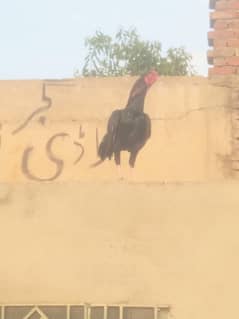 Aseel patha