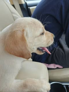 HIGH QUALITY CUTE Labrador Puppyfor Sale (Fawn Color)