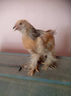 Blue buff brahma pair for sale. Brahma puletts, brahma pathay