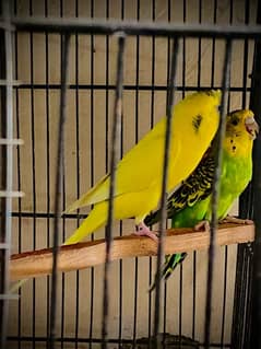 4 breeder pairs budiges