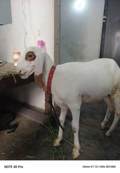 sheep larkana