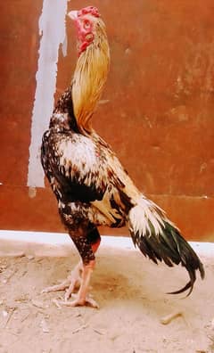 aseel sindi murga for sale