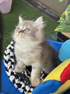 persian