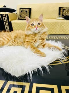 Persian