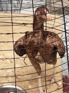shamoo aseel murgi for sale 2500 age 9 month