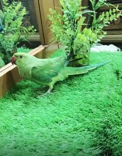 Green male patha for sale tame