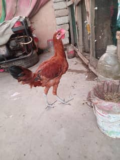 aseel