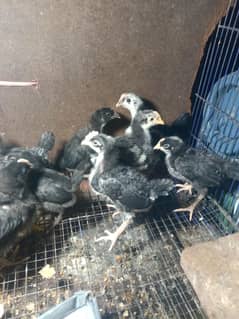 Austrolop × Plymouth rock chicks 0323-6612330