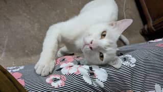 Yellow eyed persian cat for urgent urgent sale