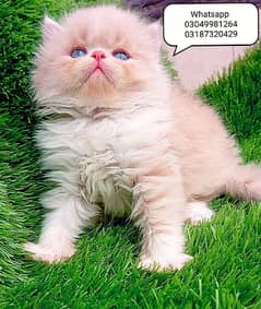 pure Persian male kitten piki/ex punch face CFA Piki/Peke bloodline