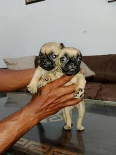 1month age pug puppies pair high quality