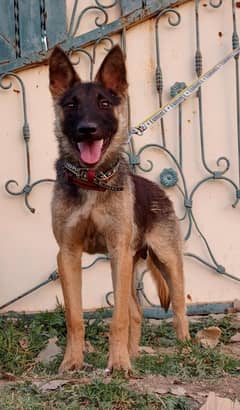 Alsatian bighyari male 4 month full security guard dog for sale
