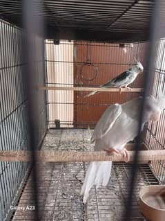 cocktales breeder pair