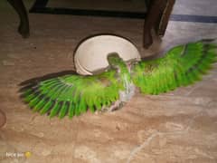 kashmiri raw parrot 