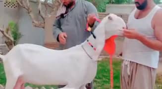 Rajanpuri Bakri 3 Bacchon Ka Sath For Sale,+03228068296