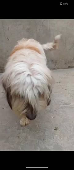 shitzu male available