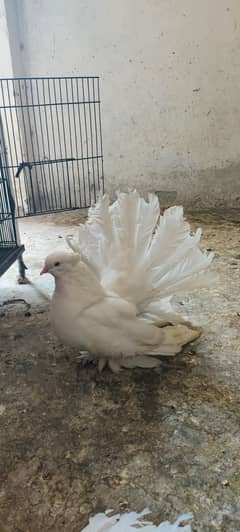Fancy pigeons |Jocobin|American faintail|Poulter|king|Pamorian