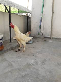 Aseel