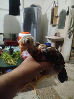 chozay for sale
