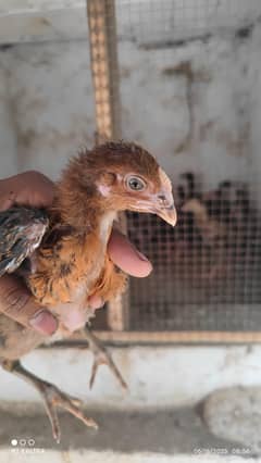 aseel pakoy +burmi+vait+Pakistani chicks