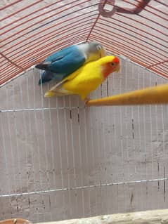 Pair for sale