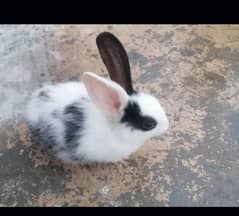 5 rabbit for sale prices 5thousand
