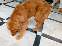 American puppy / golden retriever pedigree puppies /dog for sale