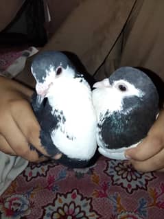 Kabootar For Sale in Bahawalpur Bindra Pulley
