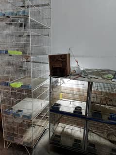 Lovebirds small setup