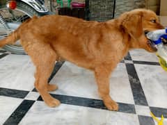 American puppy / golden retriever pedigree puppies /dog for sale