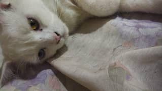 Persian male cat odd eyed